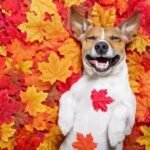 Jack,Russell,Dog,,,Lying,On,The,Ground,Full,Of