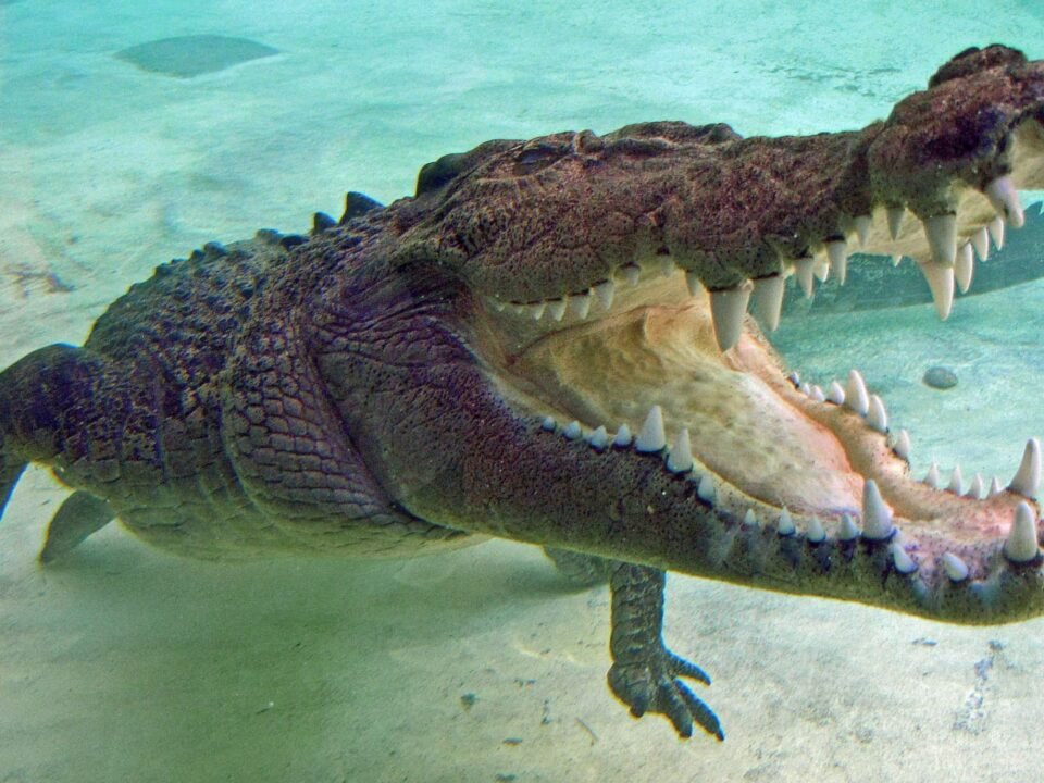 K-shaped economy widens as middle-class spending slows: economist